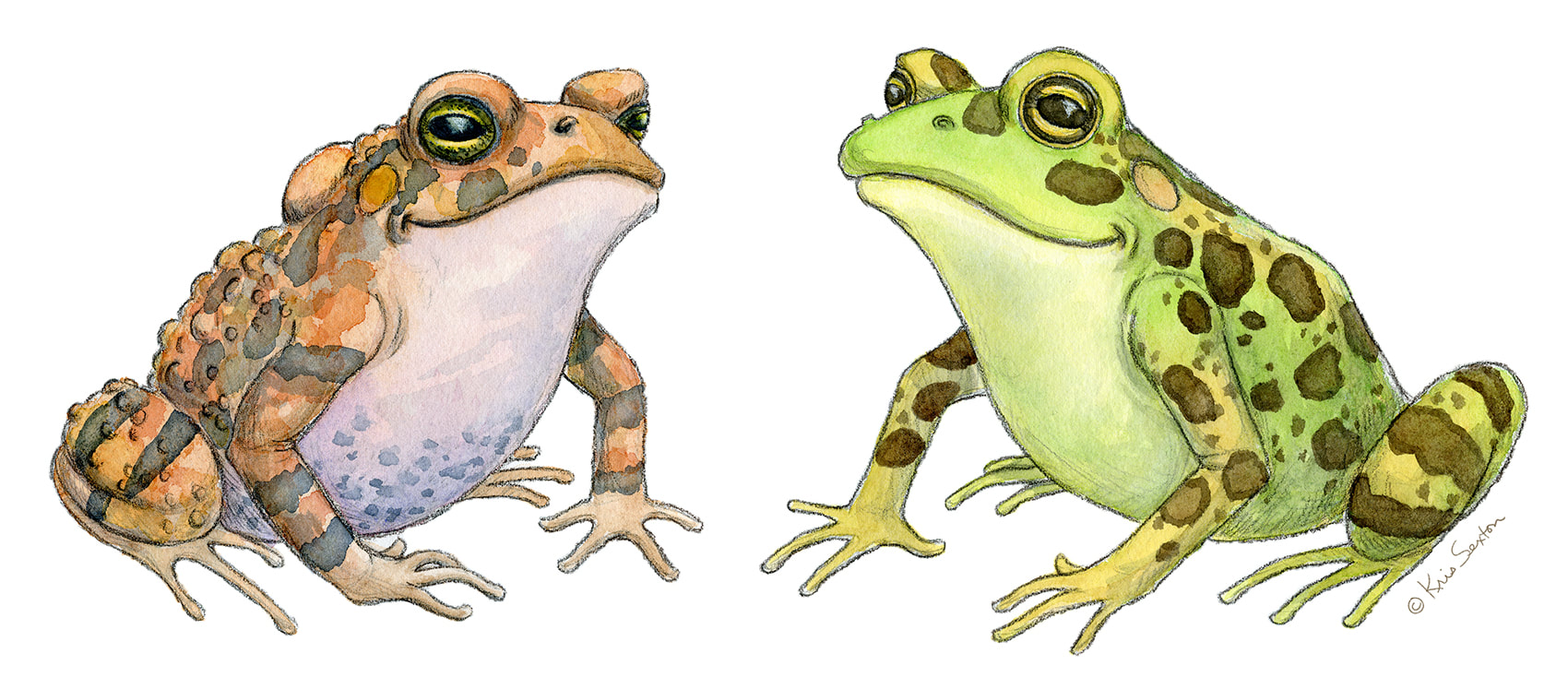a toad and a frog